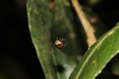 Emertonella taczanowskii