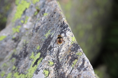 Cephenemyia stimulator