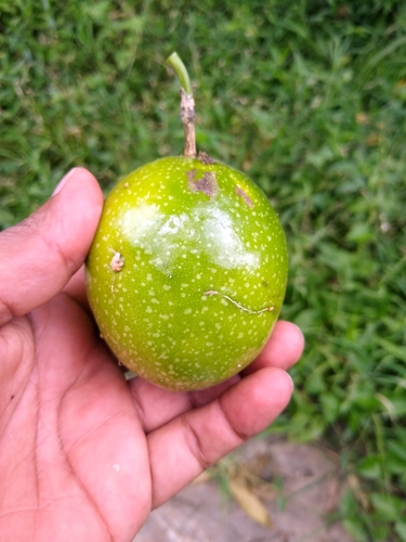 Passiflora edulis