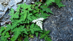 Aleuritopteris argentea