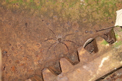 Heteropoda amphora