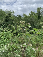 Arctium lappa