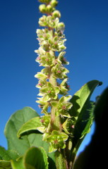 Phytolacca octandra image