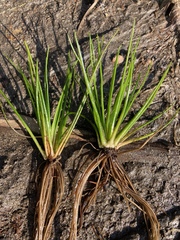 Isoetes occidentalis