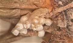 Isoetes occidentalis