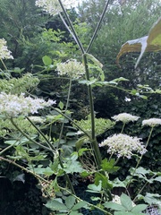 Heracleum sphondylium