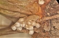 Isoetes occidentalis