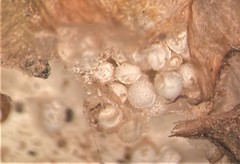 Isoetes occidentalis