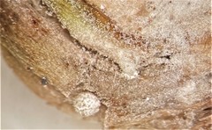 Isoetes occidentalis