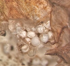 Isoetes occidentalis