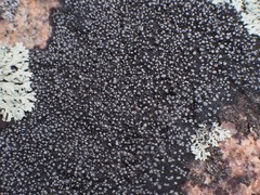 Rhizocarpon geminatum