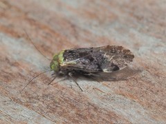 Trichadenotecnum alexanderae