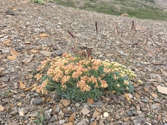 Eriogonum androsaceum
