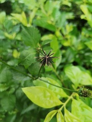 Bidens pilosa