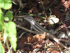 Leiocephalus cubensis