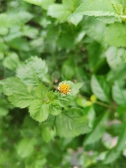 Bidens pilosa
