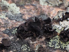 Umbilicaria polyphylla image