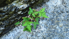 Aleuritopteris argentea