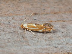 Philonome clemensella