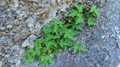 Aleuritopteris argentea