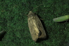 Athetiina