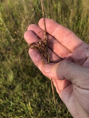 Rhynchospora elliottii
