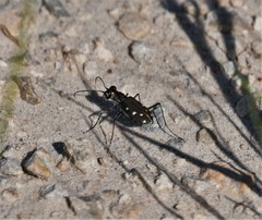 Cicindela ocellata rectilatera