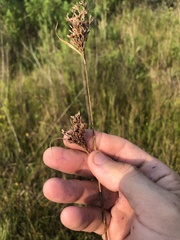 Rhynchospora elliottii