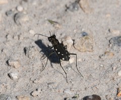 Cicindela ocellata rectilatera