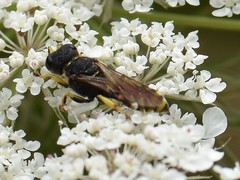 Ectemnius lituratus