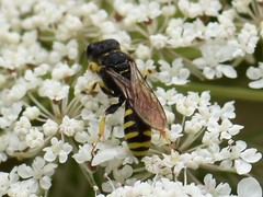 Ectemnius lituratus
