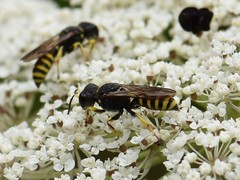 Ectemnius lituratus
