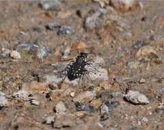 Cicindela ocellata rectilatera