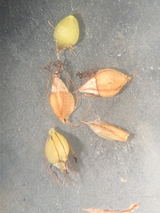 Rhynchospora elliottii