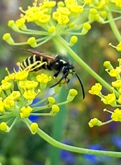 Dolichovespula sylvestris