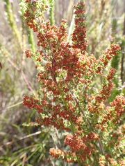 Erica leucopelta