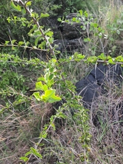 Canthium coromandelicum