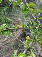 Canthium coromandelicum