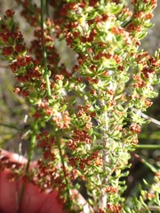 Erica leucopelta