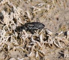 Cicindela ocellata rectilatera