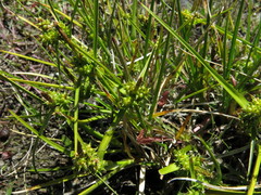 Carex flaviformis