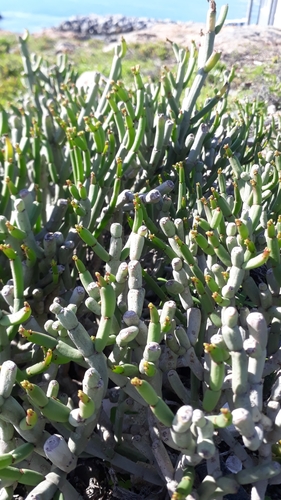 Euphorbia burmanni, photograph 4