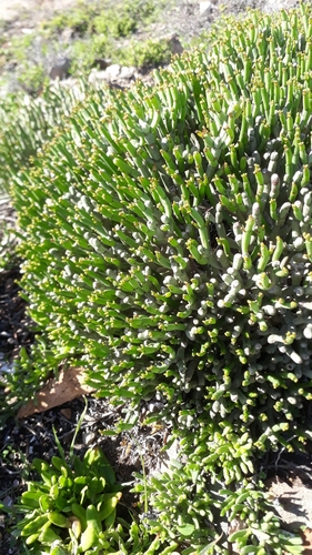 Euphorbia burmanni, photograph 5