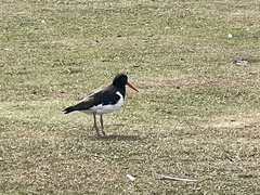 Haematopus ostralegus