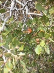 Quercus cornelius-mulleri