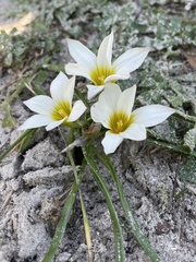 Romulea flava