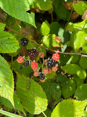 Rubus pascuus