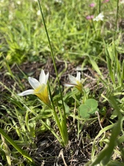 Romulea flava
