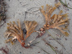 Fucus vesiculosus