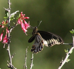 Battus polydamas psittacus
